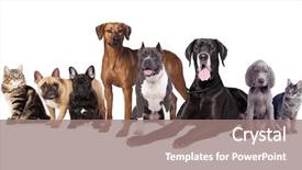  Presentation with sad dog abandoned dogs - Presentation theme enhanced with media theme - group of dogs background and a gray colored foreground