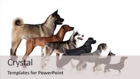  Presentation with sad dog abandoned dogs - PPT theme having media theme - group of dogs background and a light gray colored foreground