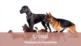  Presentation with dogs - Slide set consisting of media theme - group of dogs background and a coral colored foreground