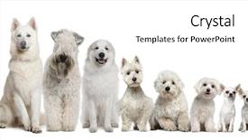  Presentation with sad dog abandoned dogs - Cool new PPT theme with media theme - group of white dogs sitting backdrop and a white colored foreground
