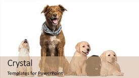  Presentation with groups - Presentation design having media theme - groups of dogs labrador puppies background and a coral colored foreground