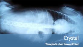  Presentation with animal - Slides having medical broken heart - animal x-ray background and a teal colored foreground