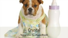  Presentation with baby bottle - Cool new PPT theme with medical bulling - bottle feeding puppy - english backdrop and a soft green colored foreground