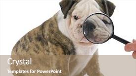  Presentation with nose - PPT layouts enhanced with medical bulling - cute english bulldog puppy having background and a coral colored foreground
