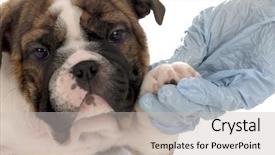  Presentation with english alphabet set in old - Slides consisting of medical bulling - seven week old english bulldog background and a light gray colored foreground
