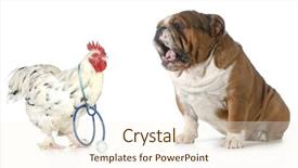  Presentation with patient care - Slide deck enhanced with medical bulling - veterinary care - chicken doctor background and a cream colored foreground