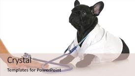  Presentation with patient care - Amazing presentation having medical bulling - veterinary care - french bulldog backdrop and a lemonade colored foreground