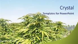  Presentation with medical legal - PPT theme consisting of medical cannabis crop almost ready background and a sky blue colored foreground