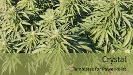  Presentation with medical legal - Cool new presentation with medical cannabis crop almost ready backdrop and a yellow colored foreground