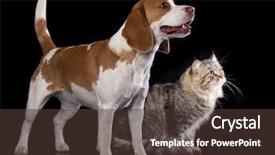  Presentation with siberian cat - Amazing slide set having medical cartoon - cat and dog siberian cat backdrop and a tawny brown colored foreground