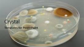  Presentation with bacterium - Presentation theme enhanced with medical cell biology - petri dish with agar background and a light gray colored foreground