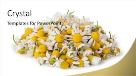  Presentation with chamomile - Colorful PPT layouts enhanced with medical chamomile isolated on white backdrop and a white colored foreground