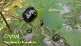  Presentation with medical delirium - PPT layouts having medical delirium - closeup of extremely toxic deadly background and a tawny brown colored foreground