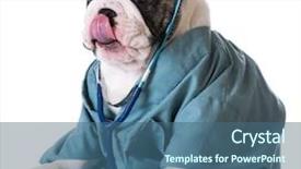  Presentation with veterinary - PPT theme having medical dog - veterinary care - bulldog dressed background and a ocean colored foreground