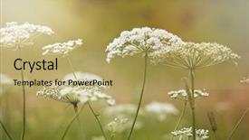  Presentation with summer flowers - Beautiful PPT layouts featuring medical field - nature in summer wild flowers backdrop and a yellow colored foreground