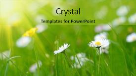  Presentation with art white gray grey - Colorful slide deck enhanced with medical field - white daysies on green grass backdrop and a yellow colored foreground