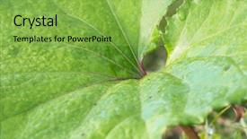  Presentation with abstract medical - Colorful presentation design enhanced with medical field abstract - morning leaf closeup of coltsfoot backdrop and a  colored foreground