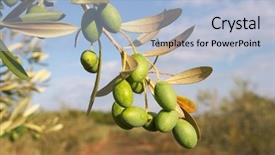  Presentation with olive - Theme having medical field abstract - olive sprig background and a light blue colored foreground