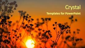  Presentation with wild flower - PPT theme consisting of medical flower beauty nature field background and a tawny brown colored foreground