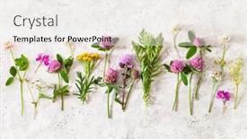  Presentation with alternative medicine - Colorful slides enhanced with medical-flowers-herbs-alternative-medicine backdrop and a white colored foreground
