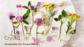  Presentation with alternative medicine - PPT theme enhanced with medical-flowers-herbs-alternative-medicine background and a lemonade colored foreground