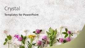  Presentation with alternative medicine - PPT layouts consisting of medical-flowers-herbs-alternative-medicine background and a white colored foreground
