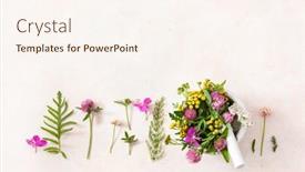  Presentation with healthy lifestyle - Presentation theme having medical-flowers-herbs-in-mortar background and a cream colored foreground