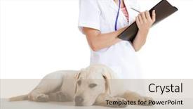  Presentation with veterinary - PPT layouts consisting of medical form - young female veterinary taking care background and a mint green colored foreground