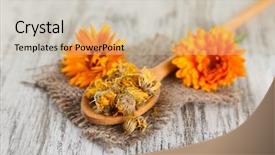  Presentation with calendula - Cool new slides with medical herbs - fresh and dried calendula flowers backdrop and a soft green colored foreground