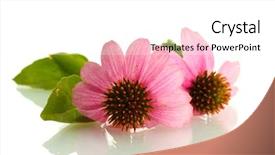  Presentation with echinacea - Colorful PPT theme enhanced with medical herbs - purple echinacea isolated on white backdrop and a white colored foreground