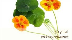  Presentation with medicinal plant metodos analiticos - Colorful presentation theme enhanced with medical herbs - single nasturtium flower plant isolated backdrop and a cream colored foreground