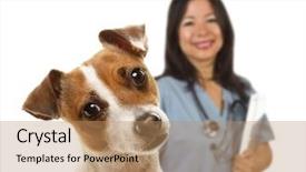  Presentation with female security officer - Slide set consisting of lab dog - adorable jack russell terrier background and a coral colored foreground