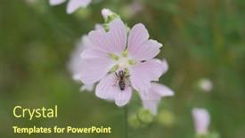  Presentation with wild flower - PPT theme enhanced with medical plant mellow althea officinalis background and a tawny brown colored foreground