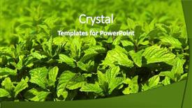  Presentation with bladder and kidneys medical - Colorful presentation theme enhanced with medical plant backdrop and a tawny brown colored foreground