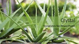  Presentation with aloe vera - Theme with medical plants - close up aloe vera plant background and a seafoam green colored foreground