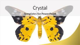  Presentation with moth - PPT theme featuring medical specimen - day moth butterfly eterusia repleta background and a  colored foreground