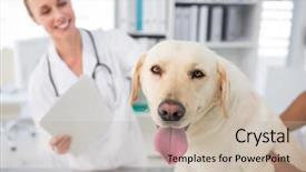  Presentation with dog poop scoop - Colorful presentation design enhanced with medical theme - closeup of dog with female backdrop and a mint green colored foreground