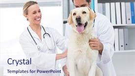  Presentation with clinic observation day - PPT theme with medical theme - happy veterinarians examining dog background and a sky blue colored foreground