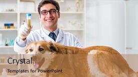  Presentation with vet - Beautiful PPT theme featuring medication lab - doctor examining golden retriever dog backdrop and a coral colored foreground