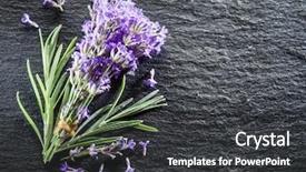  Presentation with graphite - PPT layouts having oil use - bunch of lavandula or lavender background and a dark gray colored foreground