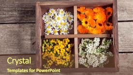  Presentation with calendula - Colorful slide deck enhanced with medicinal herbs tansy daisy calendula backdrop and a tawny brown colored foreground