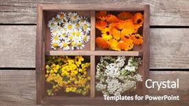  Presentation with calendula - PPT theme with medicinal herbs tansy daisy calendula background and a tawny brown colored foreground