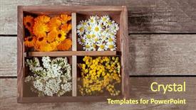  Presentation with calendula - Beautiful presentation design featuring medicinal herbs tansy daisy calendula backdrop and a tawny brown colored foreground