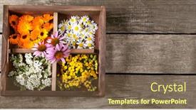  Presentation with calendula - Theme having medicinal-herbs-tansy-daisy-calendula background and a tawny brown colored foreground