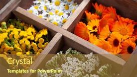  Presentation with calendula - Slide deck enhanced with medicinal-herbs-tansy-daisy-calendula background and a tawny brown colored foreground