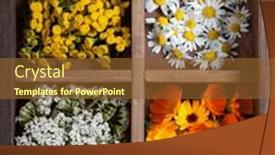  Presentation with calendula - Presentation design consisting of medicinal-herbs-tansy-daisy-calendula background and a tawny brown colored foreground
