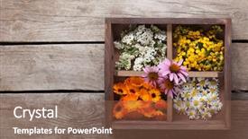  Presentation with calendula - Theme enhanced with medicinal herbs tansy daisy calendula background and a tawny brown colored foreground