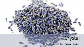  Presentation with lavender flowers - Presentation theme featuring medicinal lavender herb flowers background and a seafoam green colored foreground