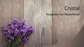  Presentation with lavender - Cool new presentation theme with medicinal material - bouquet of summer lavender backdrop and a light gray colored foreground
