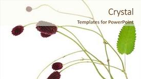  Presentation with medicinal plant - Slides with medicinal plant burnet sanguisorba officinalis background and a cream colored foreground